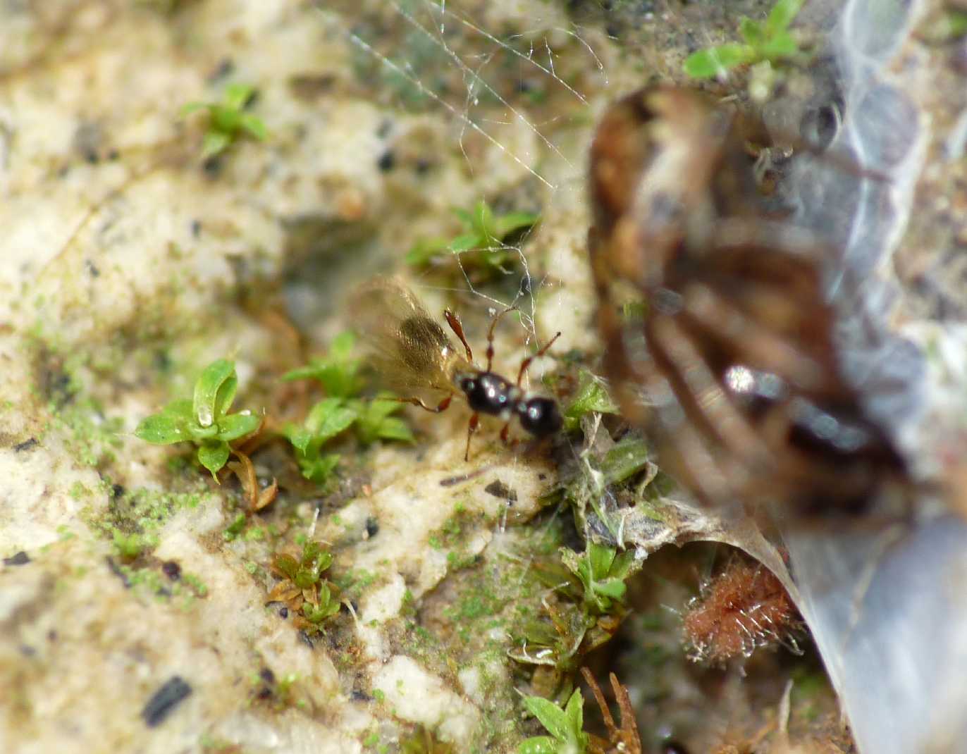Microimenottero da determinare (Diapriidae?)